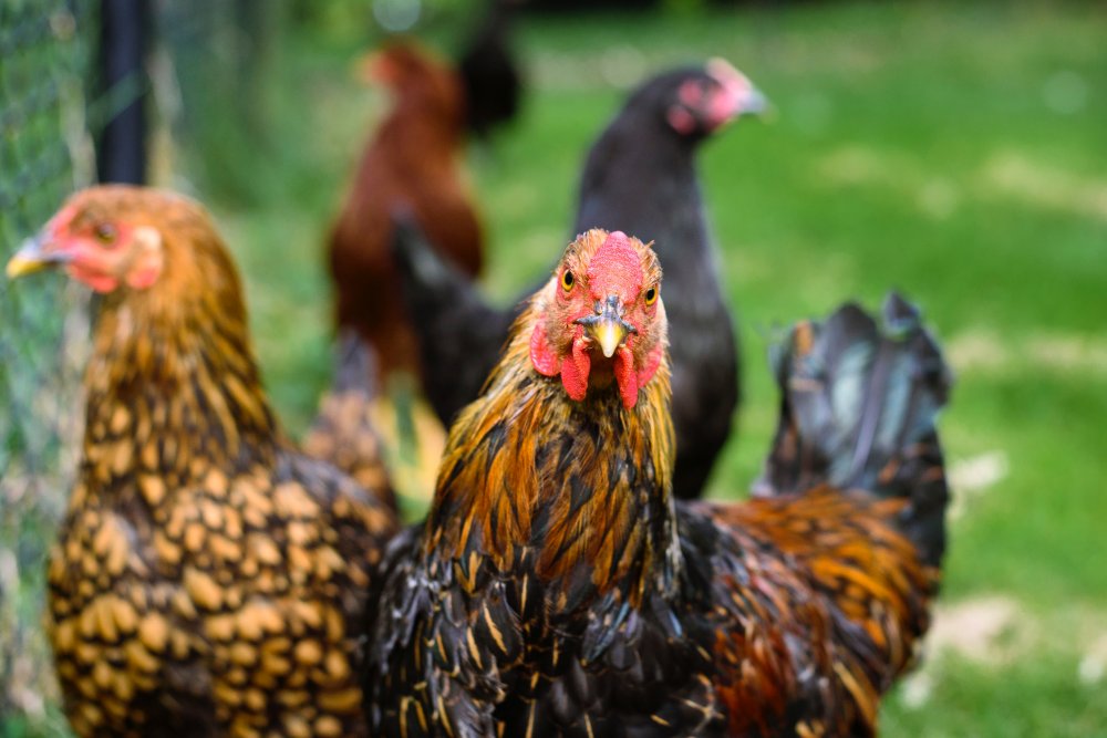 Cara Memilih Ayam Terbaik Untuk Sabung Ayam Online