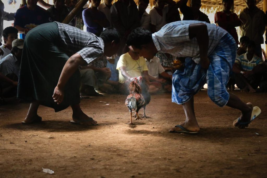 Judi Sabung Ayam Online Kriteria Kredibelnya