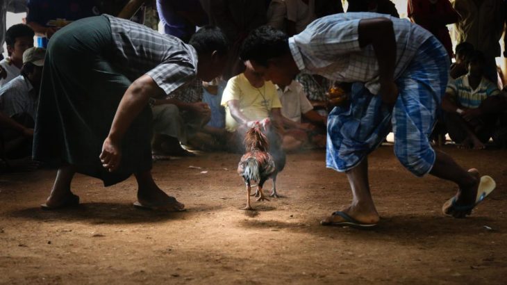 Judi Sabung Ayam Online Kriteria Kredibelnya