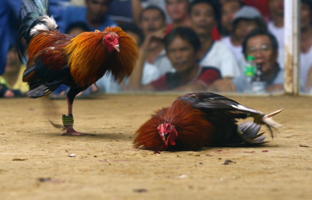 Alasan berjudi sabung ayam di situs SV388