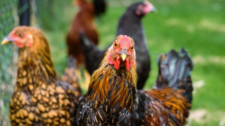 Cara Memilih Ayam Terbaik Untuk Sabung Ayam Online